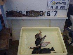 一本松磯にてフカセ釣り、イガミ・アイゴ・木っ端グレ