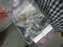 みなべ　目津　エギングでアオリイカ745ｇ