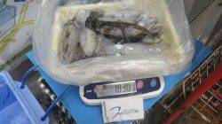 伊古木の地磯にてエギングでアオリイカ7杯　計1.830ｇ