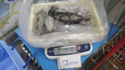 伊古木の地磯にてエギングでアオリイカ7杯　…