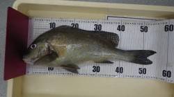 椿のテダカにて底物釣り、コロダイの釣果