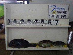 白浜の地磯でグレ43cmの釣果！