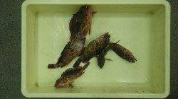 みなべ堺堤防　小学生５人組がガシラをゲット