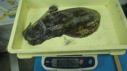 白浜千畳敷　エギングでアオリイカアオリイカ940ｇ&675ｇ