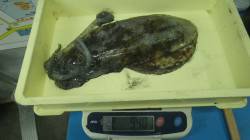 白浜千畳敷　エギングでアオリイカアオリイカ…