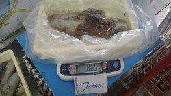 みなべ鹿島の船着にてヤエンでアオリイカ865g