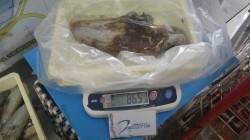 みなべ鹿島の船着にてヤエンでアオリイカ86…