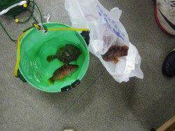 みなべ堺漁港　ズボ釣りでガシラ・べラ・カワハギ