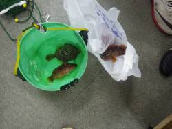 みなべ堺漁港　ズボ釣りでガシラ・べラ・カワ…