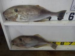 田辺　元島堤防　吸い込み釣りでウスバハギ5…