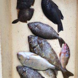 みなべ森の鼻でアイゴ・グレ 時折大きなうねり波が来ました…