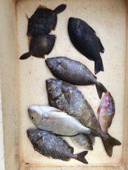 みなべ森の鼻でアイゴ・グレ 時折大きなうねり波が来ました…