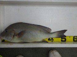 堺堤防　フカセ＆カゴ釣りにてグレ・コロダイの釣果