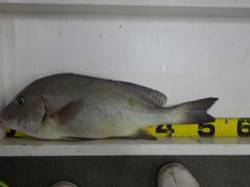 堺堤防　フカセ＆カゴ釣りにてグレ・コロダイ…