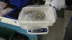 白浜カサボでエギング　アオリ～370ｇ×4…