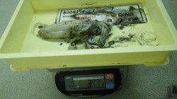 大島 　エギングにてアオリイカ〜317ｇ3杯計755ｇ