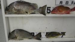 白浜地磯にてフカセ釣り　コロダイ・メンドリ…