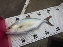 みなべ堺漁港でシオ、ルアーでゲット！