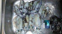 日本海エギング調査！　アオリイカ数はとれるがサイズは今後に期待