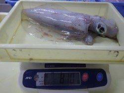 22時ごろ田辺天神崎でヤエン、アオリ810g