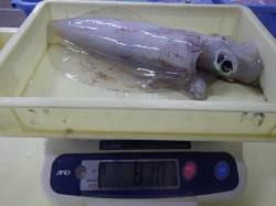 22時ごろ田辺天神崎でヤエン、アオリ810…