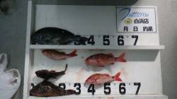 伊古木　フカセ釣りにてグレ・ガシラなど