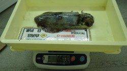 すさみでヤエンでアオリイカが釣れてます　5杯で2170ｇ