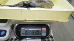 白浜見草でヤエン釣り　アオリイカ530gま…