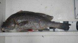 天神崎　夜釣りでコロダイ55cm&54cm