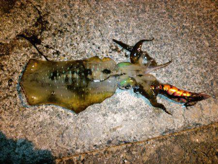 夕日港　爆風の中でのエギング釣行