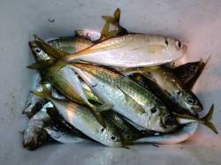 旭　夕方の満潮前狙いでエギング&ア…