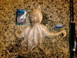 夕日港　エギング&オクトパッシング…