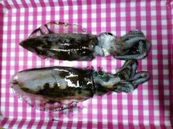 夕日港　エギングでアオリイカ　ジグヘッドで…