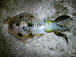 夕日港　エギングでアオリイカ、オクトパッシ…