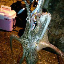 夕日港エギング　アオリイカ渋い中なんとか2杯、タコもゲット