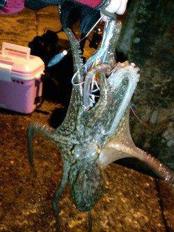 夕日港エギング　アオリイカ渋い中なんとか2杯、タコもゲット