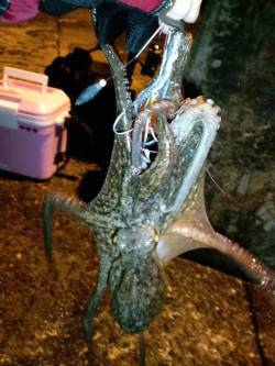 夕日港エギング　アオリイカ渋い中なんとか2…