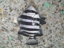 高砂港　シラサの胴突・探り釣りでガシラ・ベ…