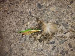 東二見　エギングでのってきたのはタコでした…