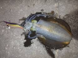 江井ヶ島　エギングでタコの後に連チャンでア…