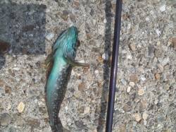 東二見人工島　シラサをエサに探り釣りでガシ…