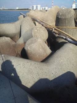 高砂港周辺　シラサの胴突き仕掛けでガシラ・…