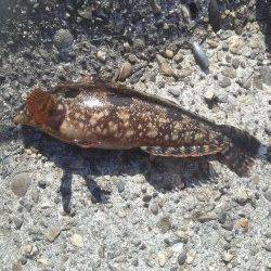 高砂港シラサでガシラ・アイナメ・グレなど　外側を探っての釣果です