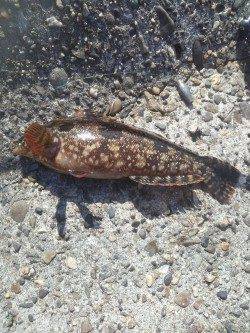 高砂港シラサでガシラ・アイナメ・グレなど　外側を探っての釣果です