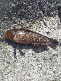 高砂港シラサでガシラ・アイナメ・グレなど　…