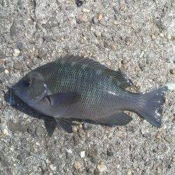 高砂港シラサでガシラ・アイナメ・グレなど　外側を探っての釣果です