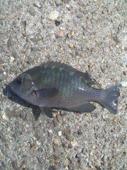 高砂港シラサでガシラ・アイナメ・グレなど　外側を探っての釣果です