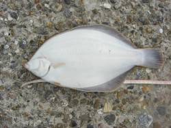 垂水漁港　投げ釣りでカレイ30cm☆潮変わ…