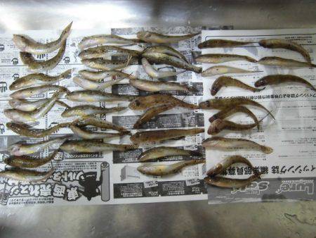 紀ノ川河口・スポーツ広場前で美味しいハゼ釣…