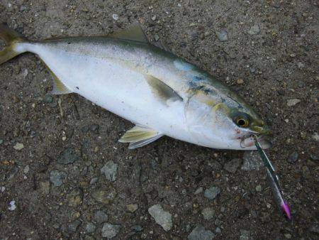 貝塚人口島・沖向きテトラに釣行　タチウオワ…